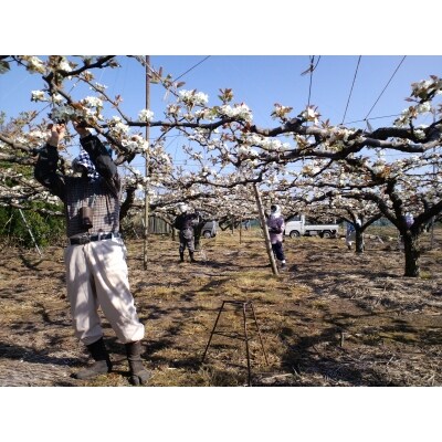 鳥取県産「新甘泉(しんかんせん)」5kg