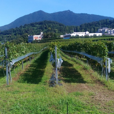 【離島・沖縄配送不可】2022年　つくばブラン(白ワイン)　1本