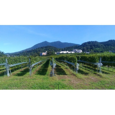 つくばワイナリー ツクバブラン　750ml【離島・沖縄配送不可】