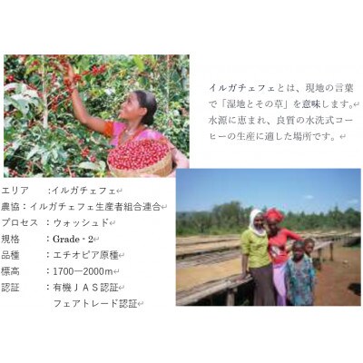 【のし付き】つくばで焙煎 コーヒー豆 エチオピア イルガチェフェ 200g×2種 飲み比べ 缶入り