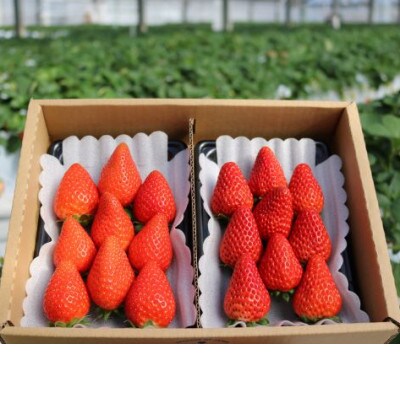 【茨城県つくば市産】朝摘みいちご食べ比べ2点セット(品種おまかせ)