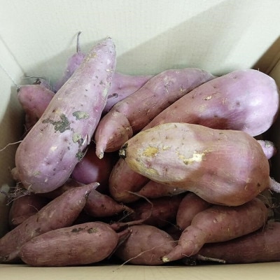 茨城県産 熟成さつまいも(紅はるか) SSサイズ～3Lサイズ訳アリ 7kg