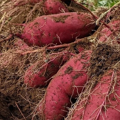 茨城県産 熟成さつまいも(紅はるか) SSサイズ～3Lサイズ訳アリ4.5kg(箱入り)