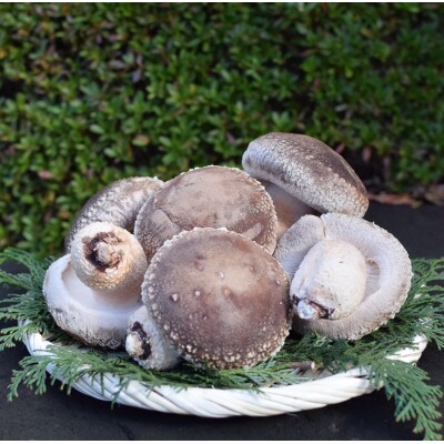 肉厚!原木しいたけちゃん　900g【離島・沖縄配送不可】