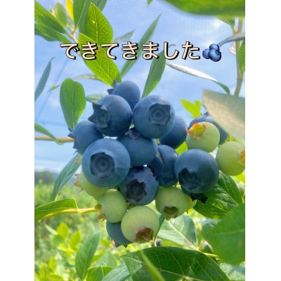 【茨城県産、栽培期間中ミネラル栽培&農薬不使用】トムの冷凍ブルーベリー 1kg【離島・沖縄配送不可】