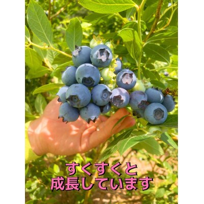 トムのブルーベリージャム 2本セット×2箱