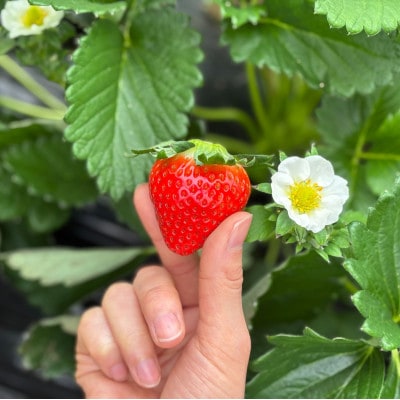 すっぴん有機いちごセット「恋みのり」400g(200g×2)