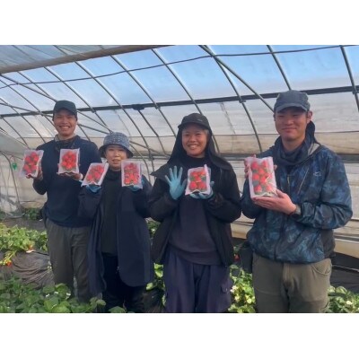 すっぴん有機いちごセット「恋みのり」400g(200g×2)