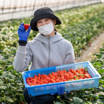 すっぴん有機いちごセット「恋みのり」400g(200g×2)
