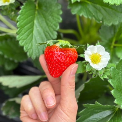 すっぴん有機やさい・いちごセットB