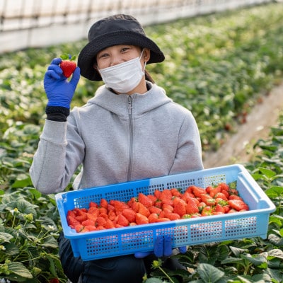 すっぴん有機やさい・いちごセットB