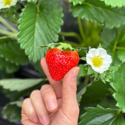 すっぴん有機やさい・いちごセットA