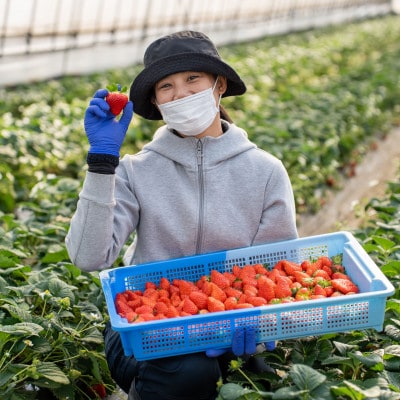 すっぴん有機やさい・いちごセットA