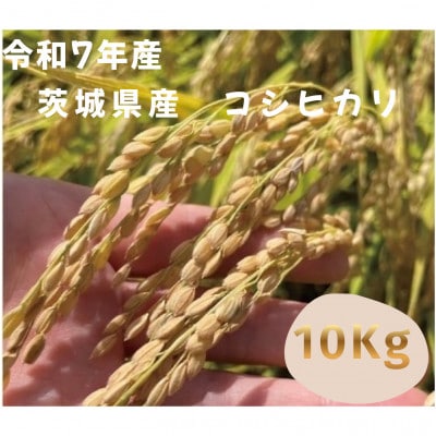 【令和7年産】茨城県産コシヒカリ　玄米10kg