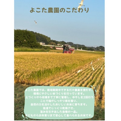 【令和7年産】茨城県産コシヒカリ　玄米10kg