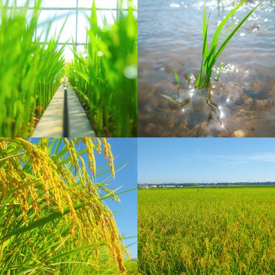 令和7年産 新米 球児の米 (一等米 ミルキークイーン)白米 20kg(10kg×2袋)