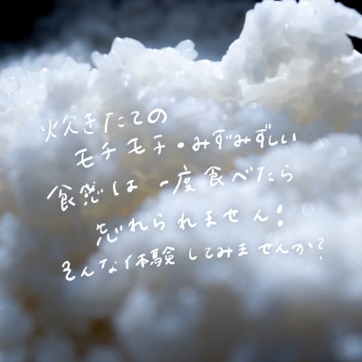 令和7年産 新米 球児の米 (一等米 ミルキークイーン)白米 30kg(10kg×3袋)