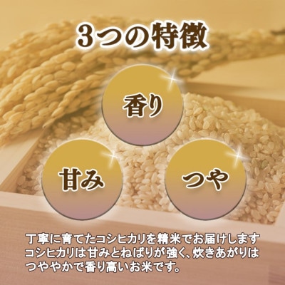 【つくば市産コシヒカリ】 白米 5kg 精米