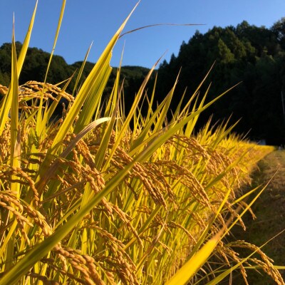 【発送月固定定期便】＜特別栽培米＞桜井市高家産 ヒノヒカリ 玄米 5kg 全6回(奇数月)