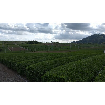 味に自信あり　深蒸し茶100g×3袋