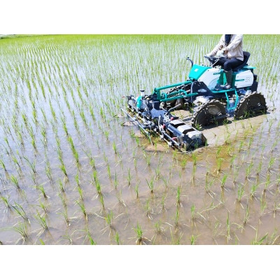 有機栽培「ササニシキ(精米)」5kg