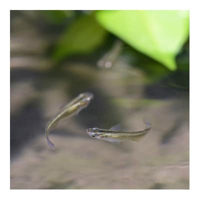 門崎めだか米 精米 10kg(特別栽培米)