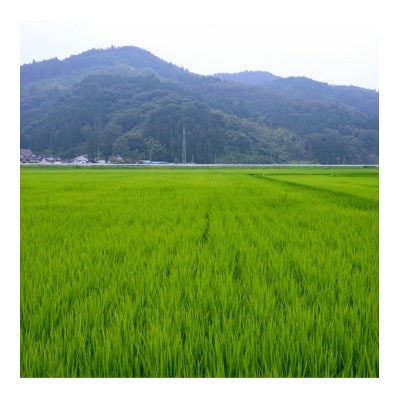 門崎めだか米 精米 10kg(特別栽培米)