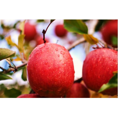 樹上完熟ふじ 約3kg