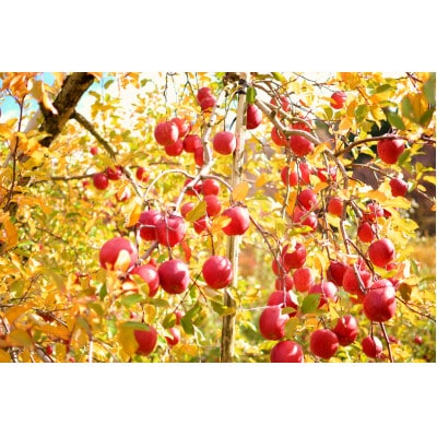 樹上完熟ふじ 約3kg