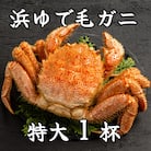 流氷明け浜ゆで毛ガニ　特大1杯