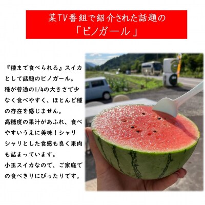 <2025年8月上旬より順次お届け>小玉すいか(赤肉・ピノガール)2玉約3kg SBTN004