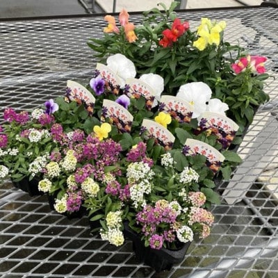 【ファーム直送】季節の花苗/おまかせ24株セット(春)