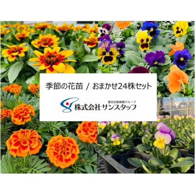 【ファーム直送】季節の花苗/おまかせ24株セット(秋)