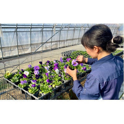 【ファーム直送】季節の花苗/おまかせ24株セット(秋)