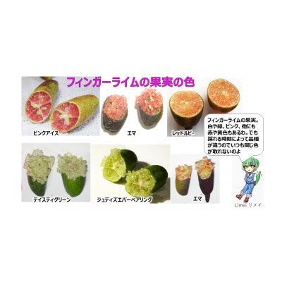 フィンガーライム