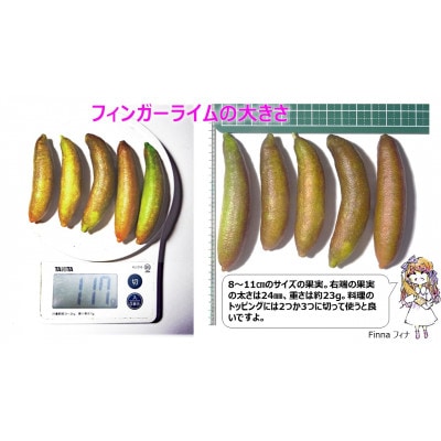 フィンガーライム