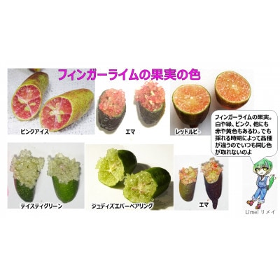 フィンガーライム  200g