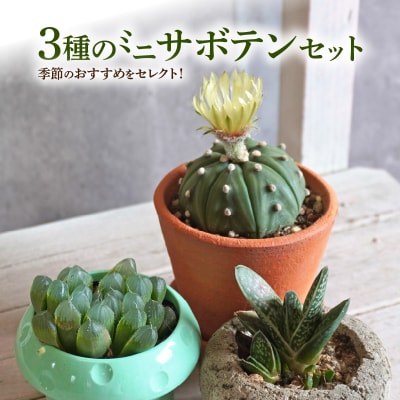 ミニ サボテン セット(3種)【観葉植物・多肉植物】[133O06]