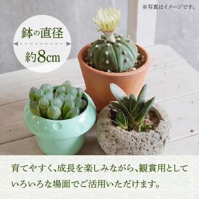 ミニ サボテン セット(5種)【観葉植物・多肉植物】[133O07]