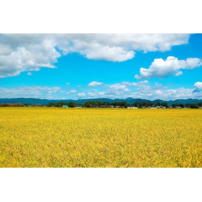 令和7年産 会津産ミルキークイーン(精米) 10kg