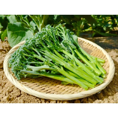北海道から産地直送!栽培期間中農薬・化学肥料・除草剤不使用 スティックセニョール 2kg