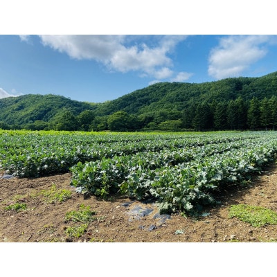 北海道から産地直送!栽培期間中農薬・化学肥料・除草剤不使用 スティックセニョール 2kg