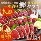 【数量限定】【訳あり】大きいサイズの一本釣り炭火焼鰹たたき　A0-36