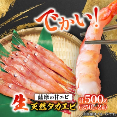 【薩摩の甘エビ】大きいサイズ　天然タカエビ500g　A1-10