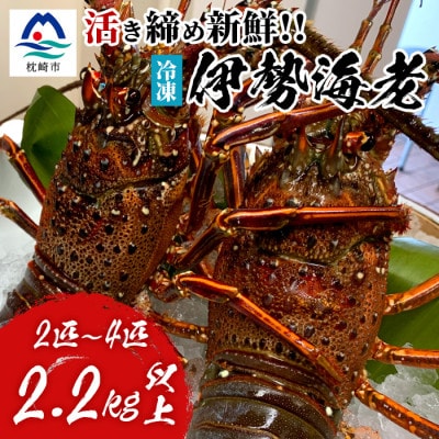 枕崎港水揚げ!　活〆冷凍 【伊勢海老】 2～4匹 計約2.2kg E0-14