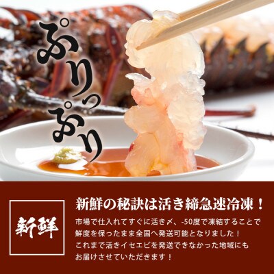 枕崎港水揚げ!　活〆冷凍 【伊勢海老】 2～4匹 計約1.3kg C0-55
