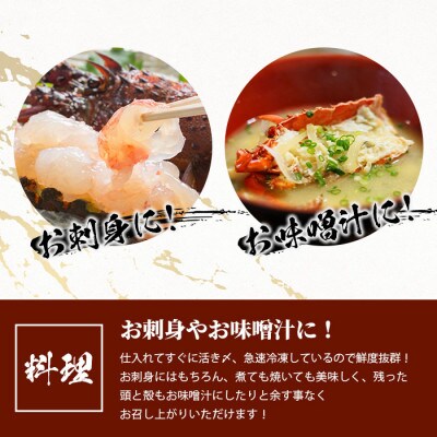 枕崎港水揚げ!　活〆冷凍 【伊勢海老】 2～4匹 計約1.3kg C0-55