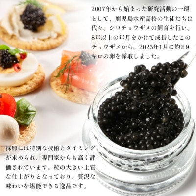 【数量限定】薩摩黒キャビア黒珠玉 鹿児島水産高校 枕崎キャビア【木箱入り】【20g×2箱】 F5-3