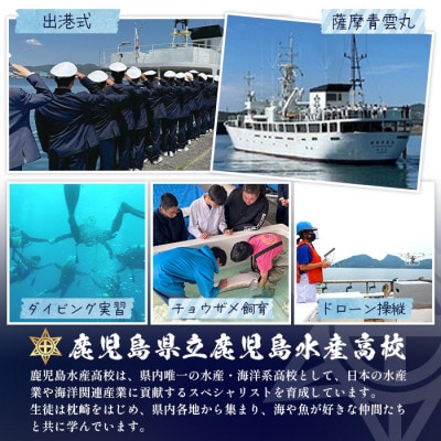 【数量限定】薩摩黒キャビア黒珠玉 鹿児島水産高校 枕崎キャビア【木箱入り】【20g×2箱】 F5-3