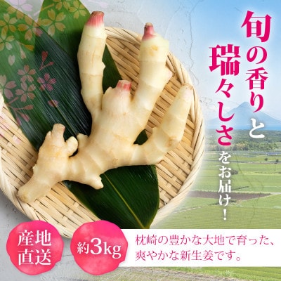 【先行受付】枕崎産 新生姜 約3kg(国産・農家直送)【2026年9月上旬より順次発送】 A3-38